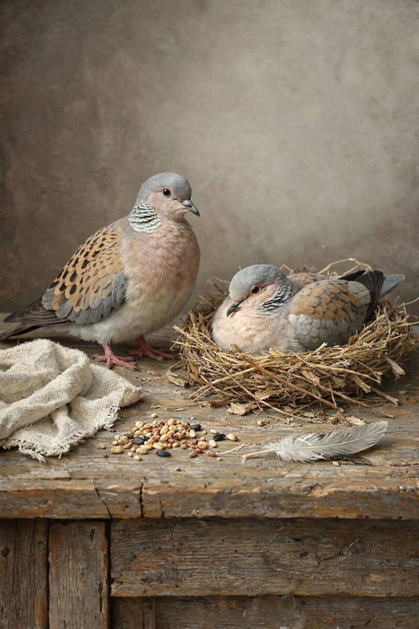 Nesttijd – landelijk schilderij met tortelduiven en nest