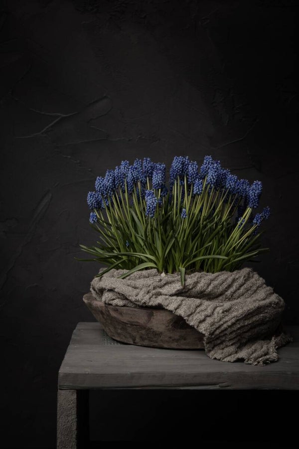 Landelijk stilleven met blauwe druifjes – houten schaal met linnen doek