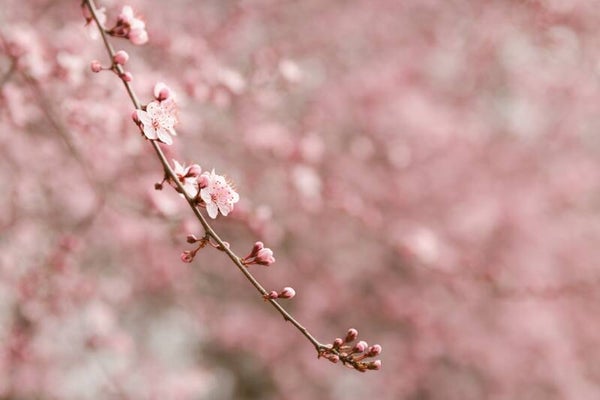 Lentewens in zacht roze – kersenbloesem schilderij roze bloemen