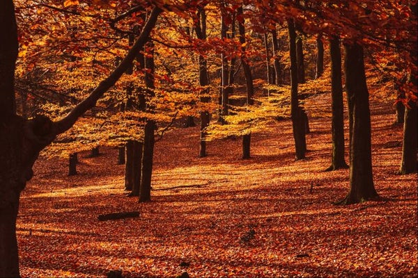 Magisch herfst bos