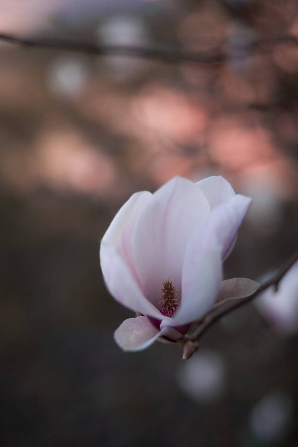 Magnolia Dream – Magnolia bloesem met zachte bokeh