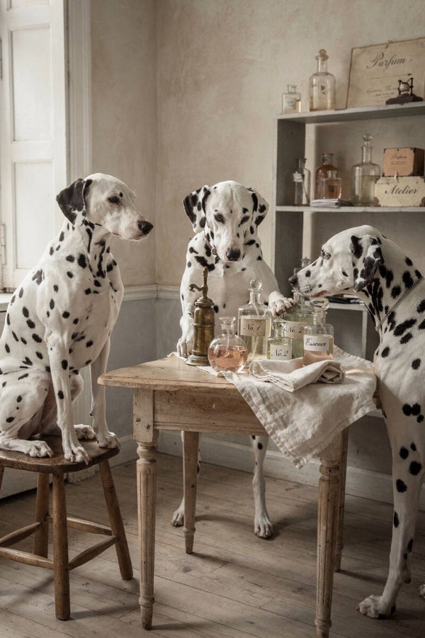 Atelier des Parfums – drie dalmatiërs aan tafel nostalgisch schilderij