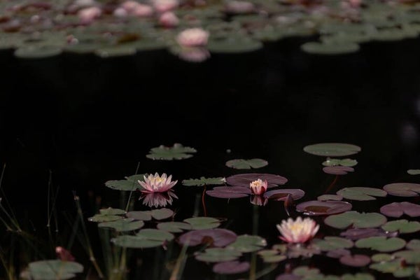 Pink Water Lilies – Vijver met roze waterlelies en donkere waterspiegel
