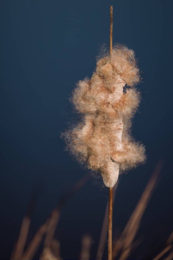 Pluizige lisdodde tegen indigo blauw water – lisdodde natuur foto