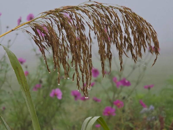 Ochtendstilte in het Riet – natuurfotografie met rietpluim en dauwdruppels
