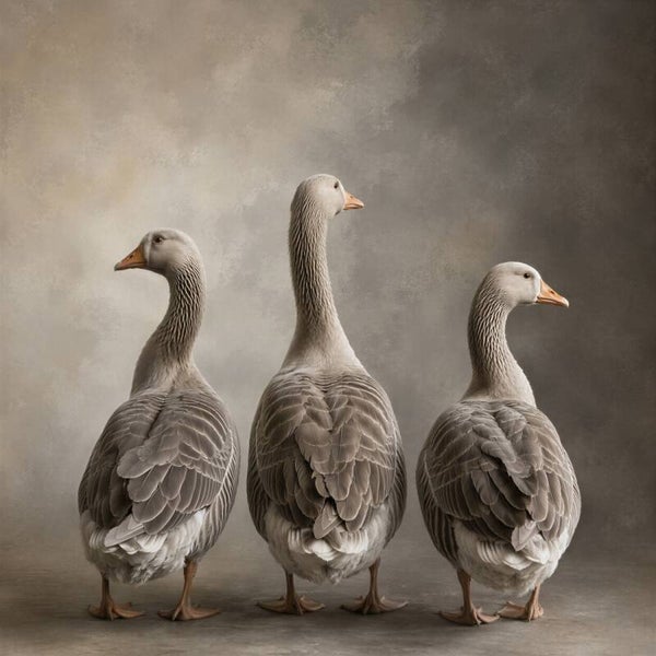 In Stille Kring – sober chic schilderij met drie ganzen