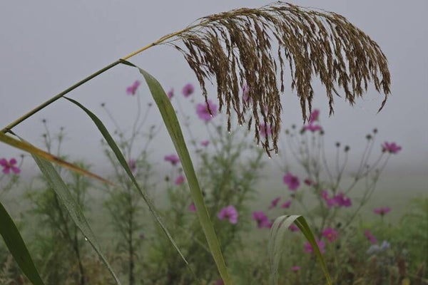 Rietpluim in de Ochtendnevel – natuur schilderij met roze bloemen