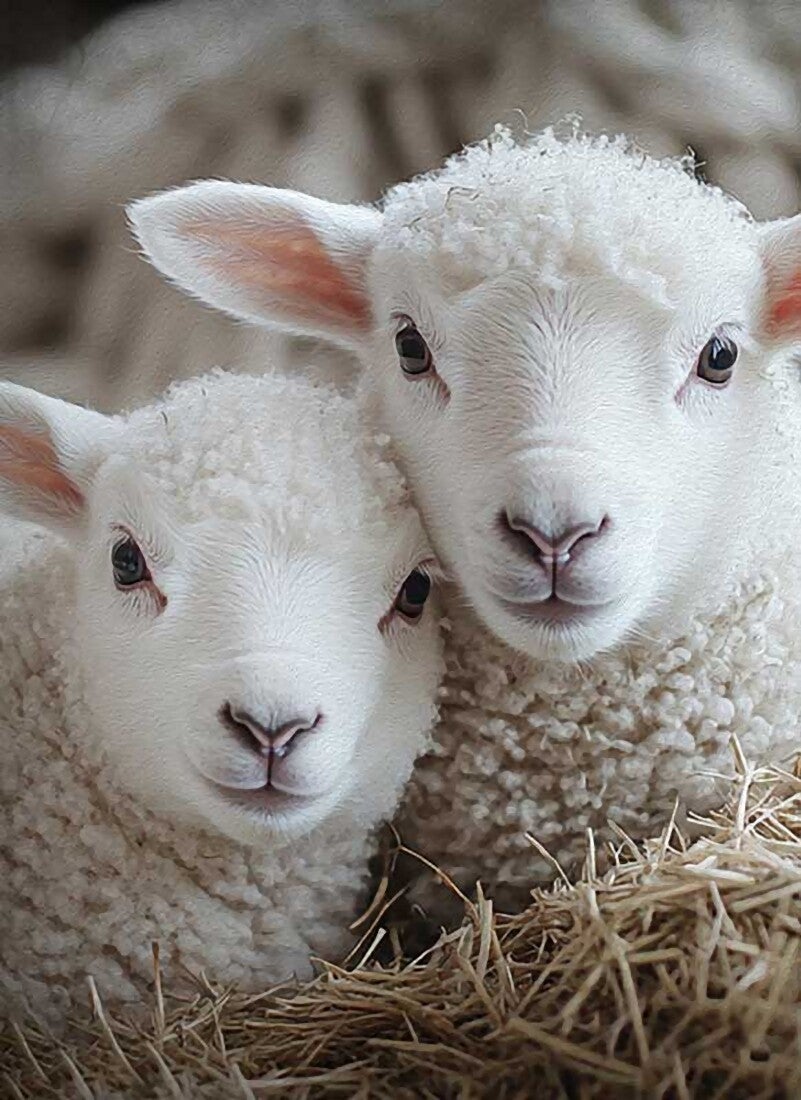 Zachte Blik – schilderij op hout met twee lammetjes