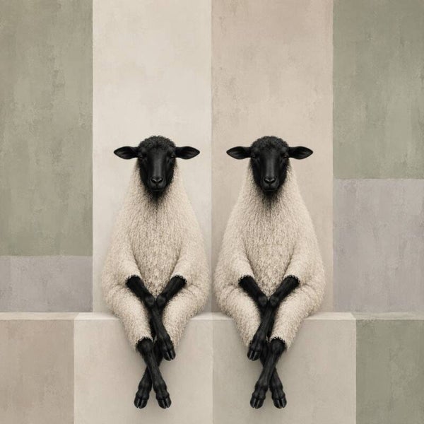 Wol & Wijsheid – modern landelijk schapen schilderij