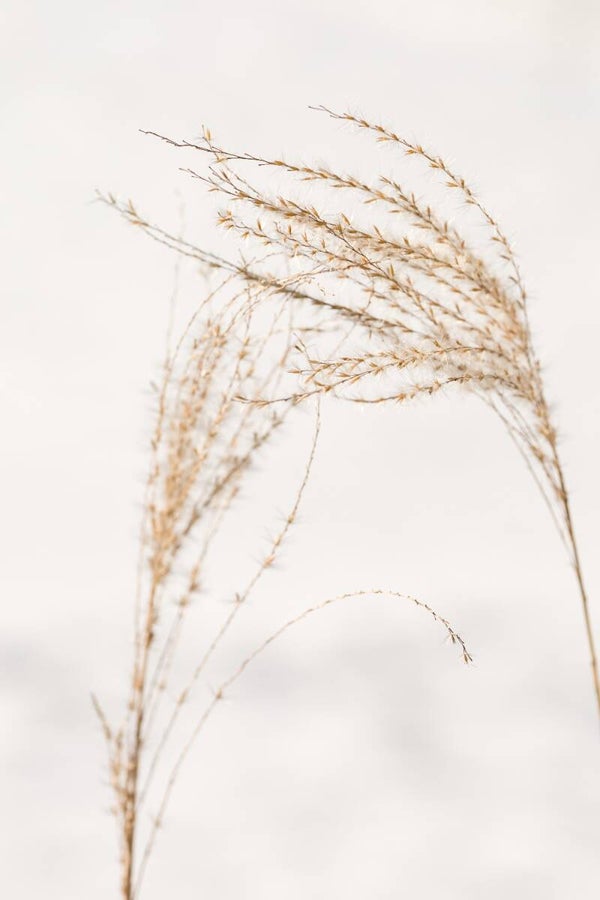 Sierlijke, pluizige siergras pluimen – Minimalistische natuurfotografie