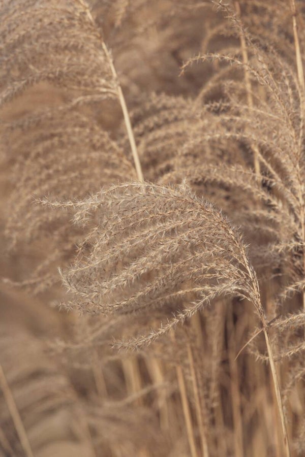 Soft Plumes – Zachte beige siergras pluimen en natuurlijke wanddecoratie