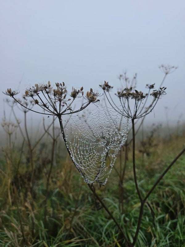 Dauwweb tussen schermbloemen – natuur schilderij met spinnenweb en ochtenddauw
