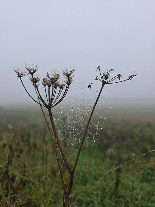 Dauw tussen schermbloemen – natuur schilderij met spinnenweb en mist