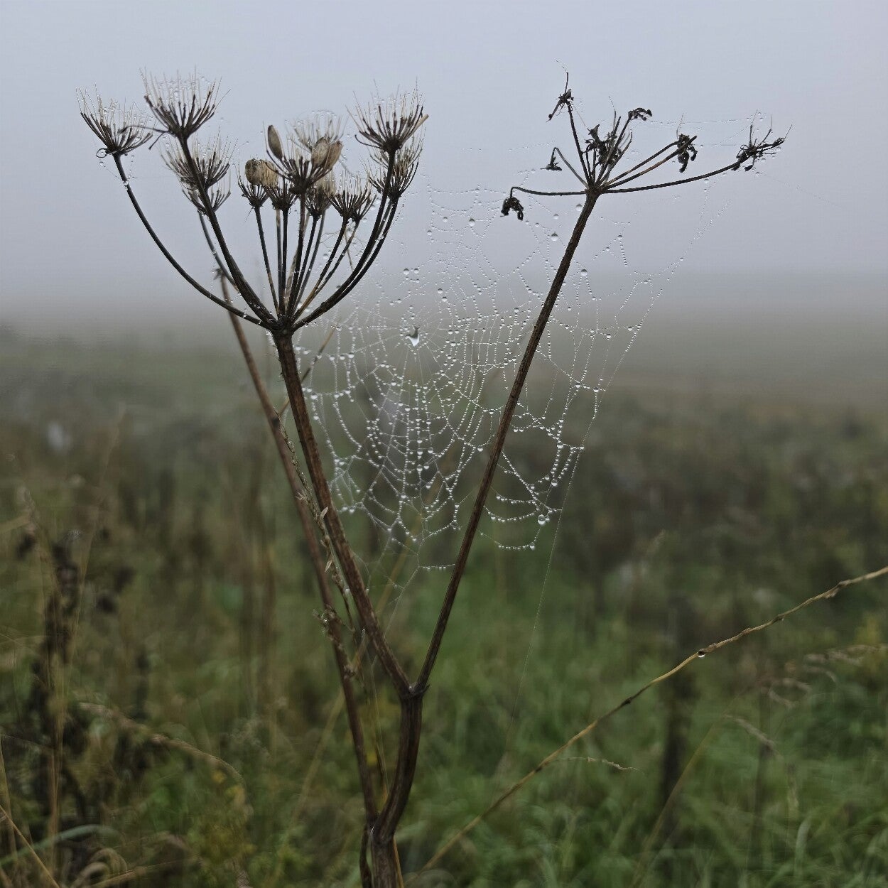 Ochtendweb tussen schermbloemen – natuurfotografie met spinnenweb en dauwdruppels