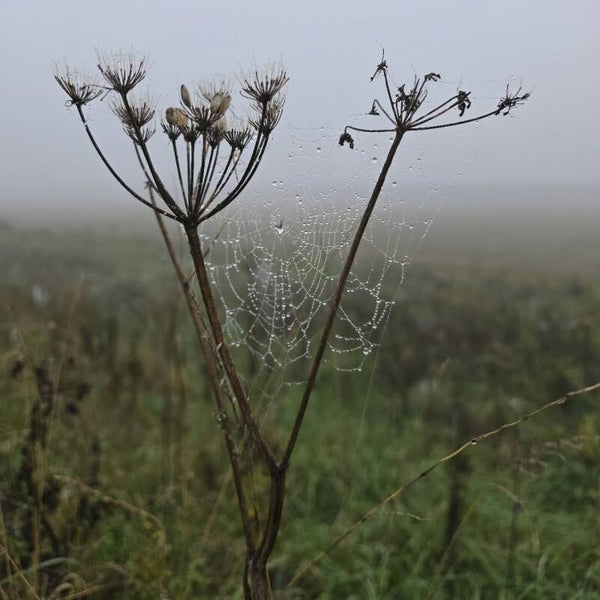 Ochtendweb tussen schermbloemen – natuurfotografie met spinnenweb en dauwdruppels