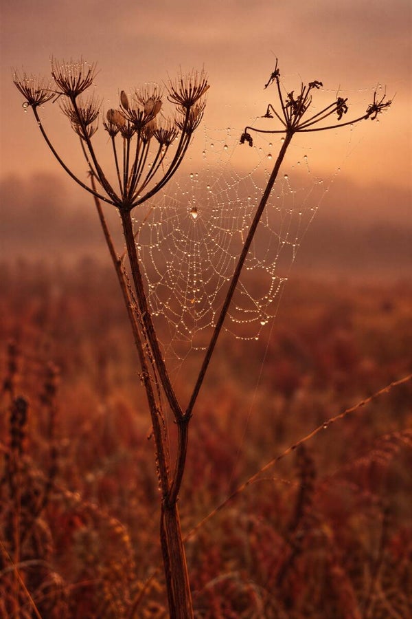 Avondgloed in het Web – spinnenweb schilderij met dauwdruppels en schermbloemen