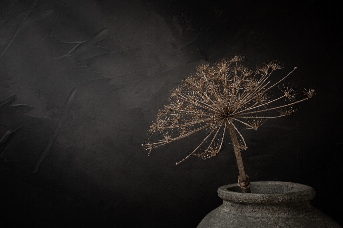 Rustic Dried Hogweed – Donker stilleven met grote gedroogde berenklauw in stenen kruik