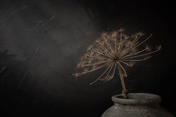Rustic Dried Hogweed – Donker stilleven met grote gedroogde berenklauw in stenen kruik