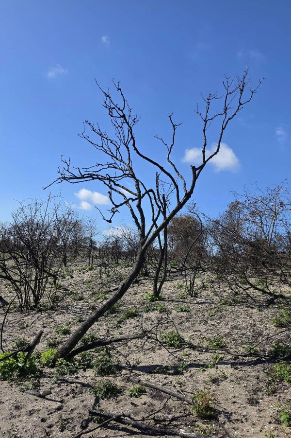Na de Brand – verbrande boom schilderij natuur landschap