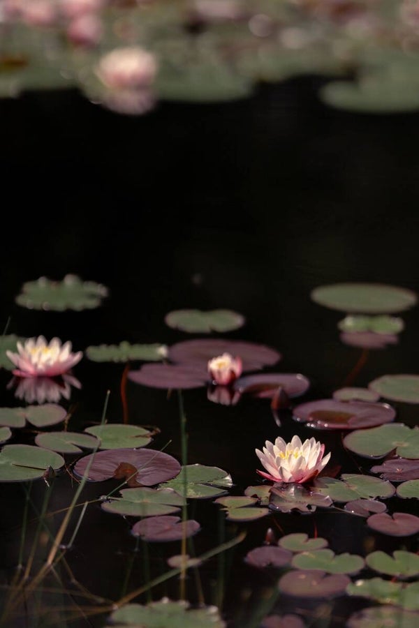 Vijver met roze waterlelies