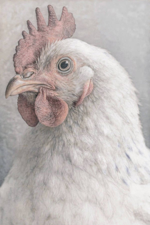 Witte Hen – landelijk dierenportret schilderij