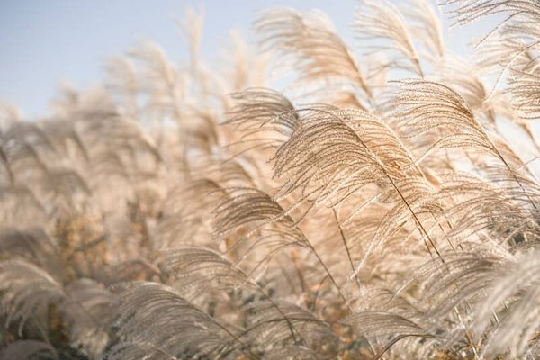 Waving Reed Plumes in Soft Light – Sierlijke, pluizige siergras pluimen in zacht licht