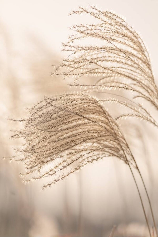 Soft & Graceful – Sierlijke, pluizige siergras pluimen in pastel kleuren