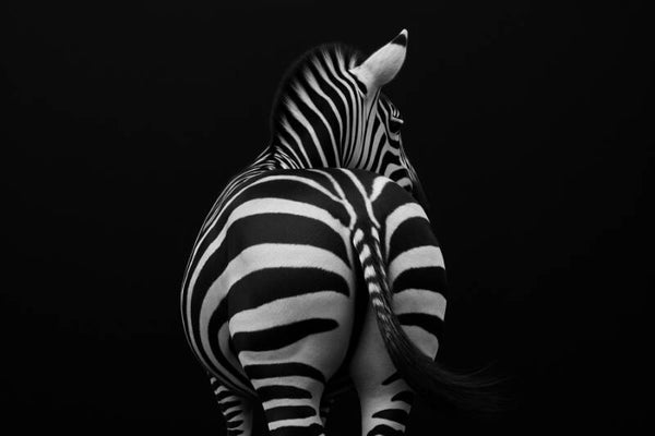 Zebra Elegance – moderne zebra kunst