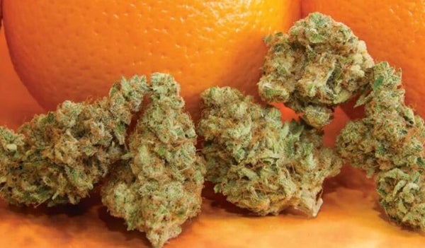 Orange Grove 25% CBD+CBG