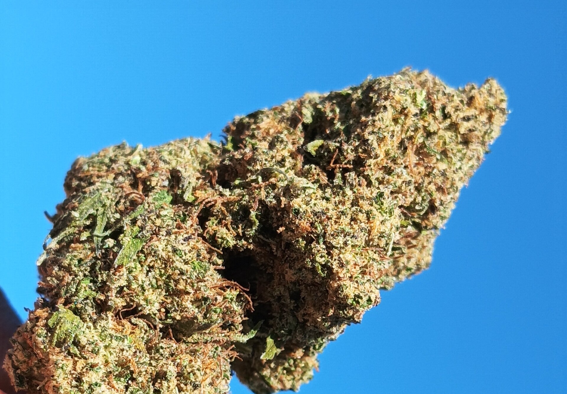 New Tropical Fruit 20% CBD