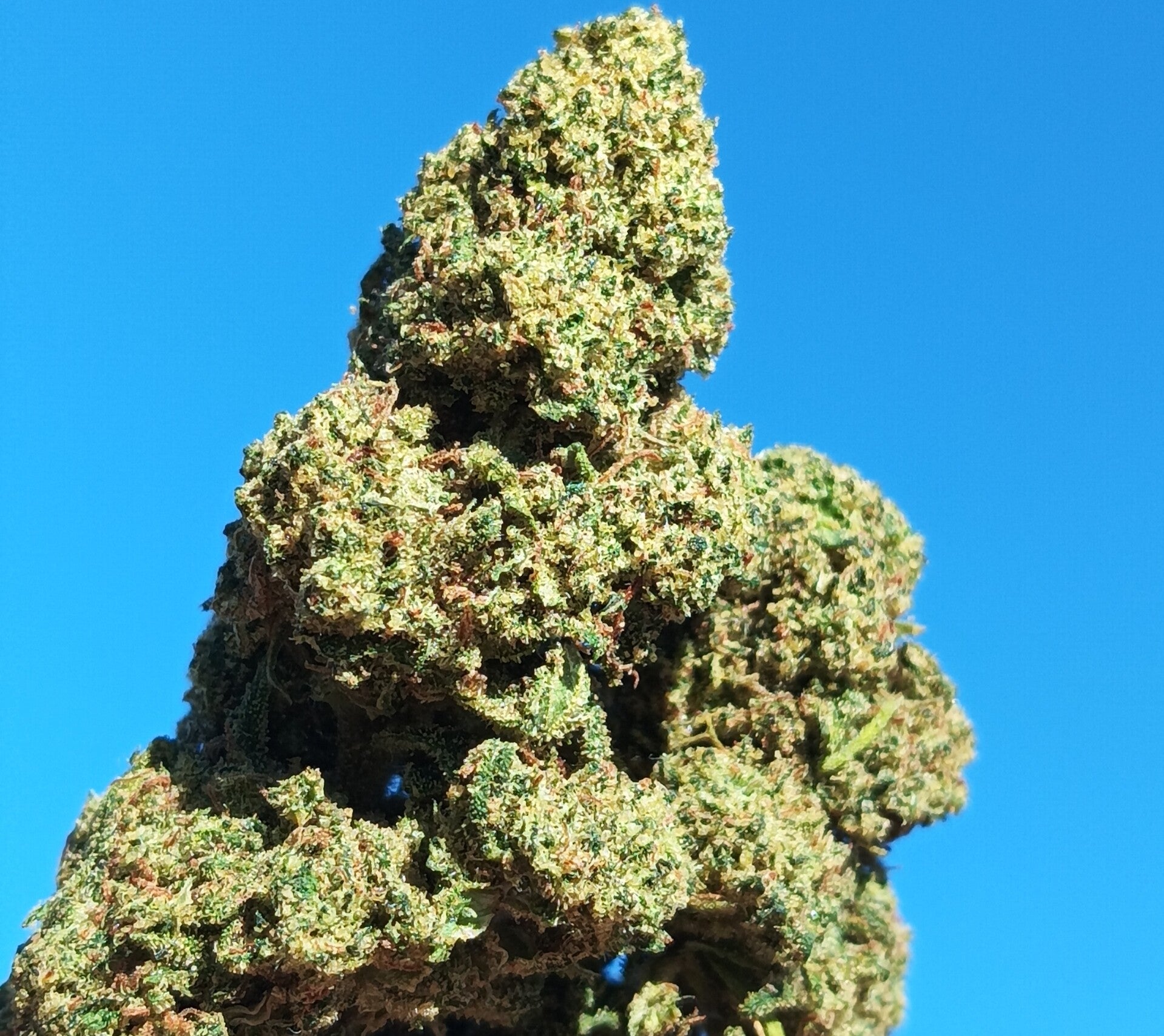 La Fresa 18%CBD+ CBG