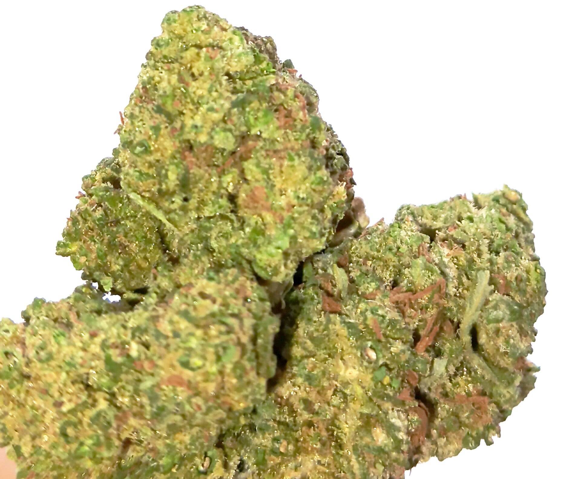 CBD Biscotti INDOOR 24%CBD