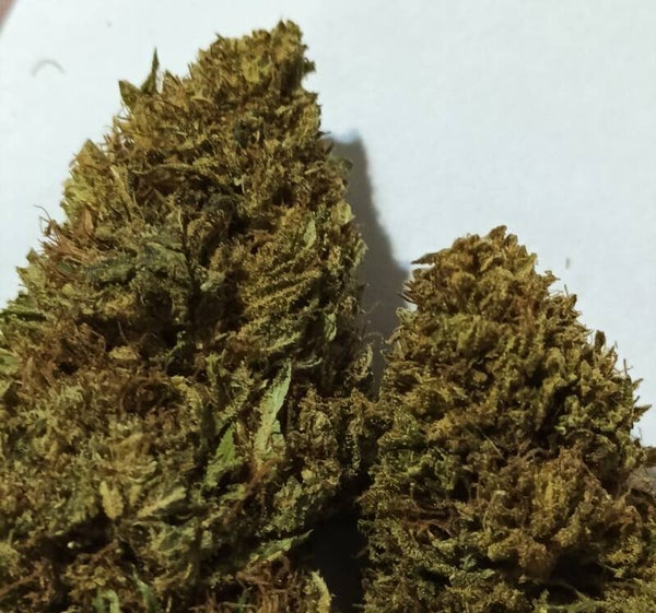 Jelly Donuts 20% CBD GH