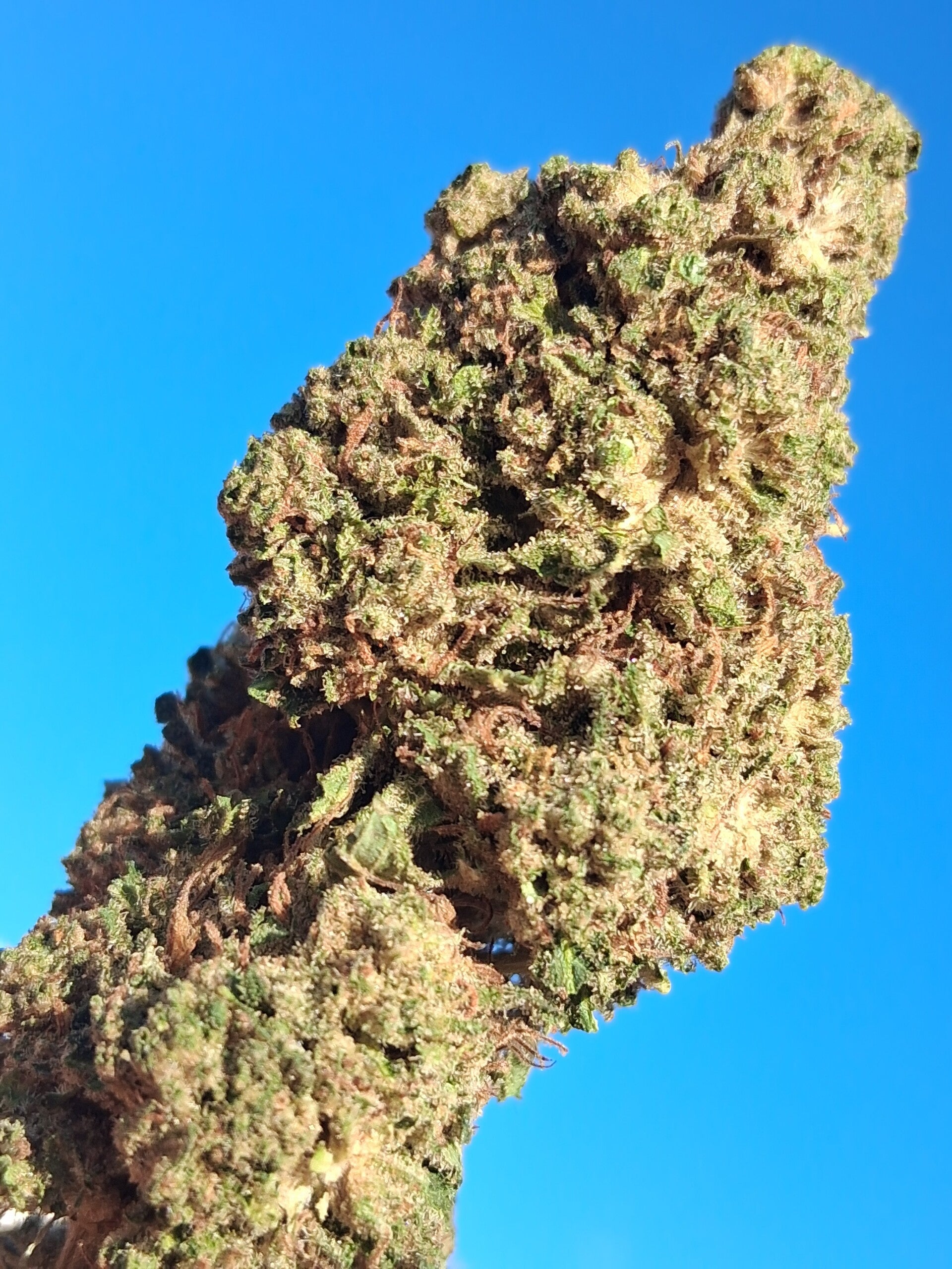 Green Therapy CBD 22%