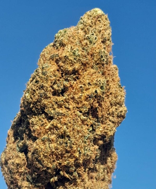 Zushi Indoor Hydro 24% 🇺🇸