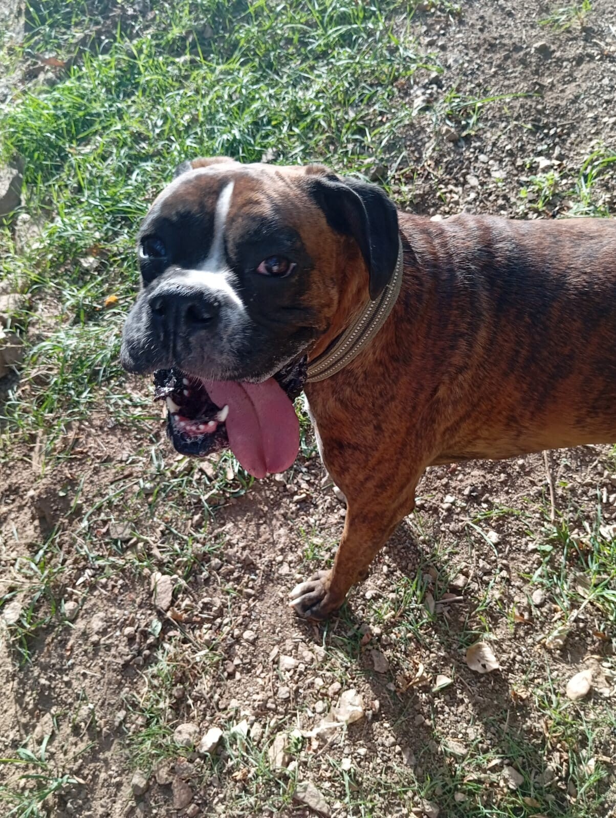 Buck, mâle Boxer