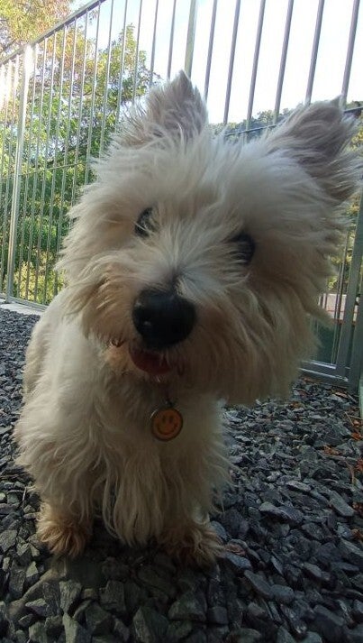 Onyx, femelle West Highland White Terrier
