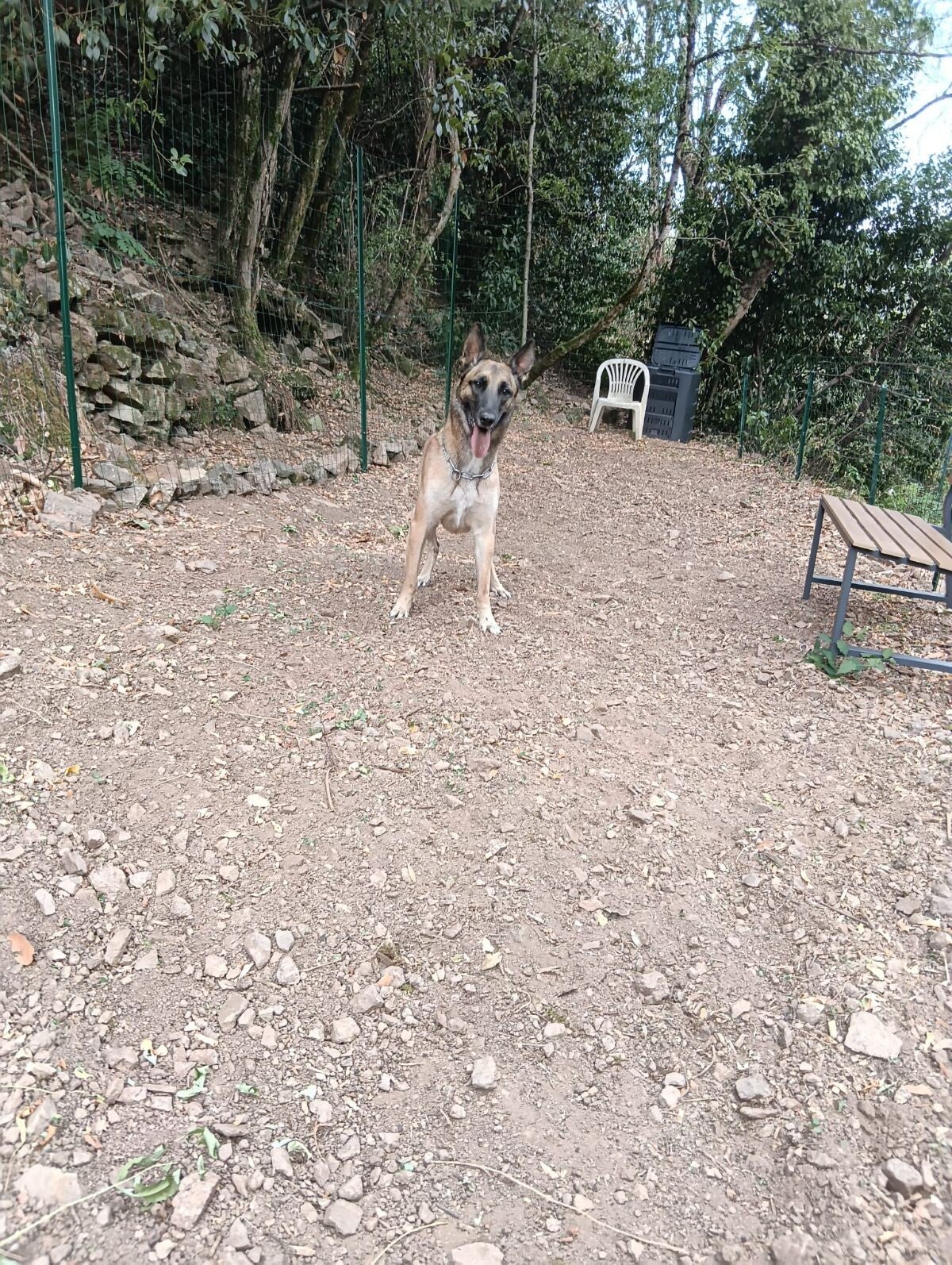 Ula, femelle malinoise