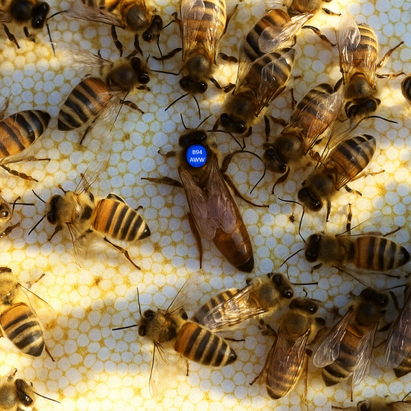 Buckfast  Königin F1