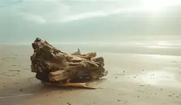 Medium Sized Driftwood
