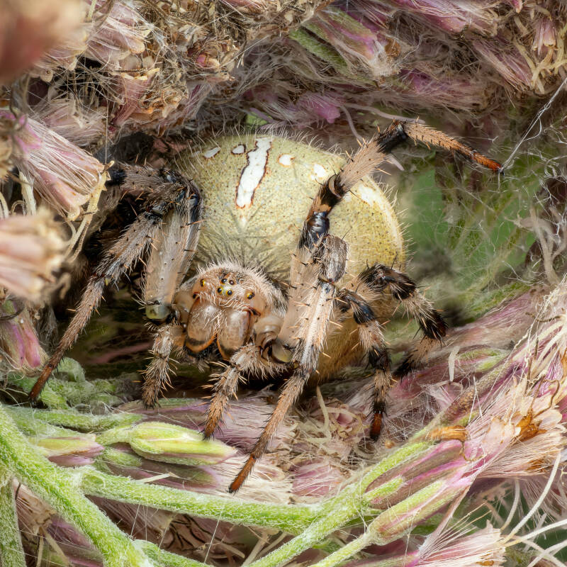 Four-spot-orbweaver-macro-dorset-wayne-sayers.jpg