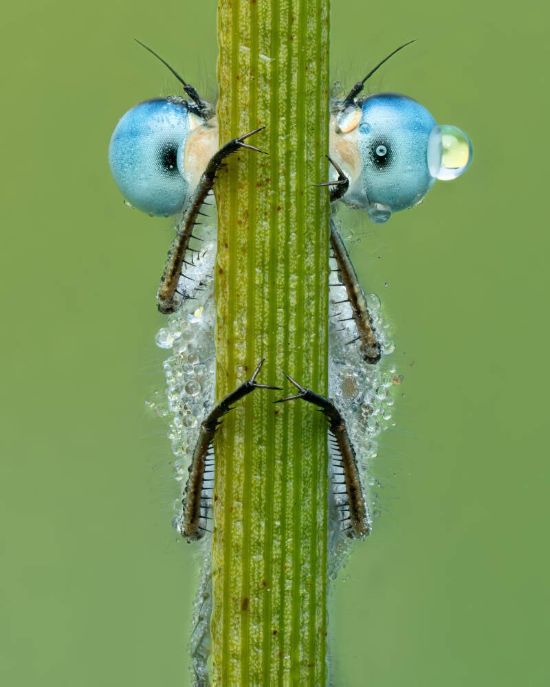 Damselfly-dorset-macro-wayne-sayers.jpg