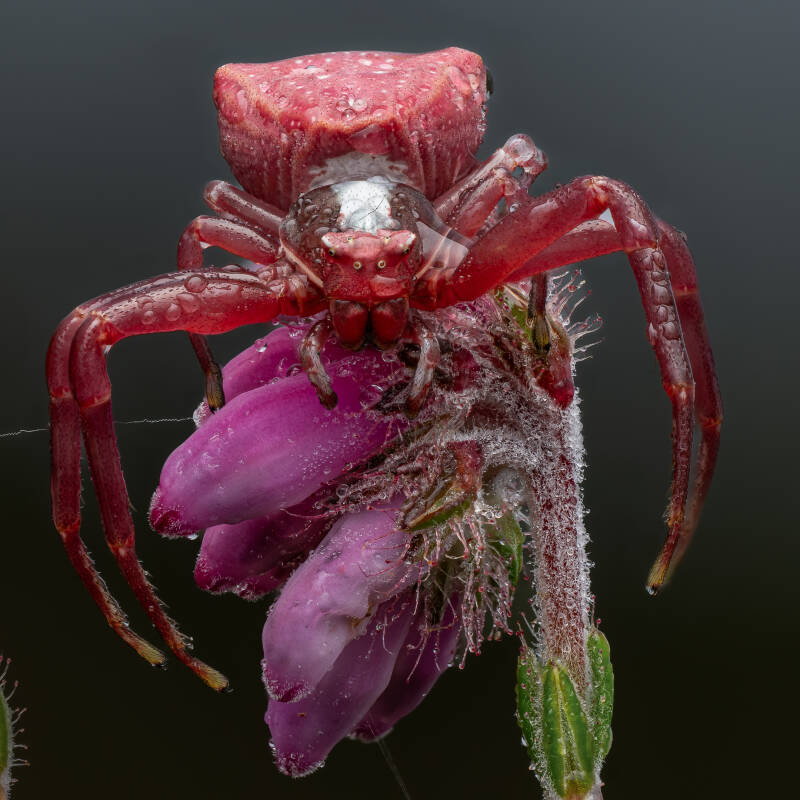 Thomisus-onustus-spider-macro-wayne-sayers.jpg