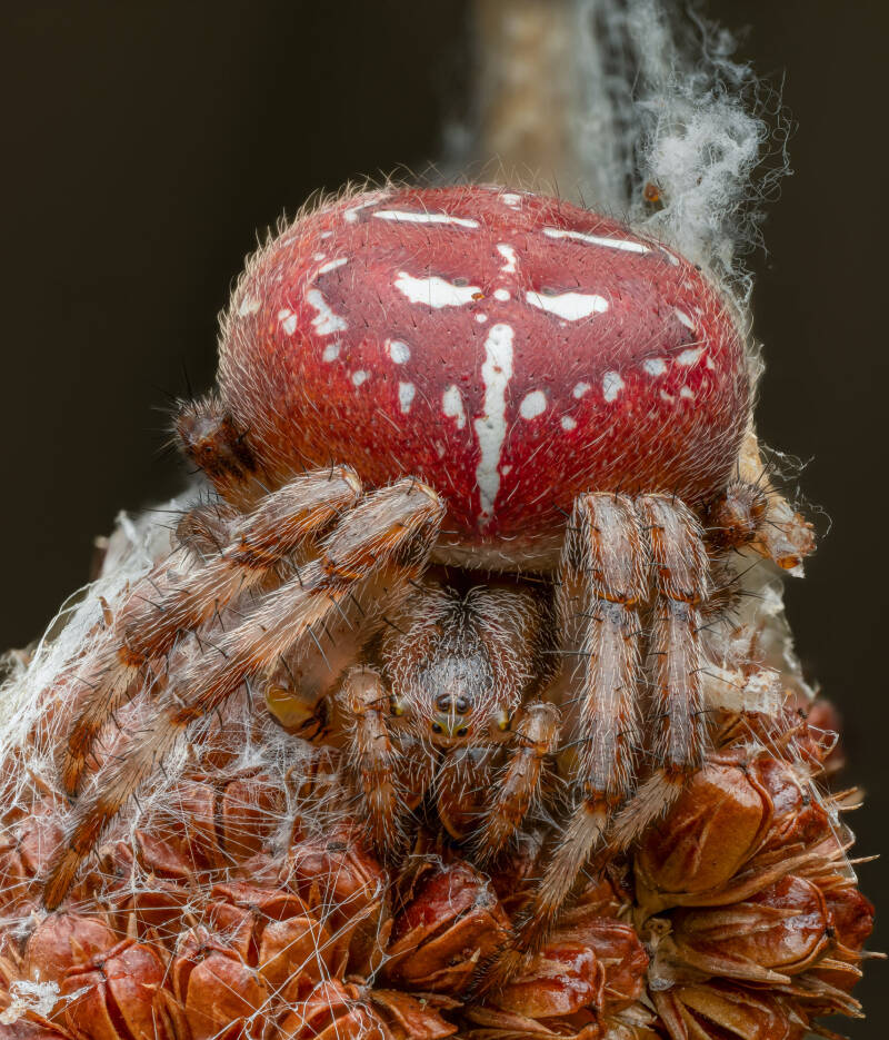 Araneus-quadratus-orbweaver-spider-macro-wayne-sayers.jpg