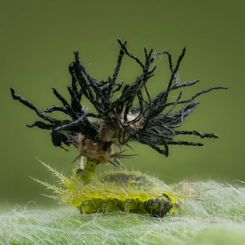 Fleabane-tortoise-beetle-macro-wayne-sayers.jpg