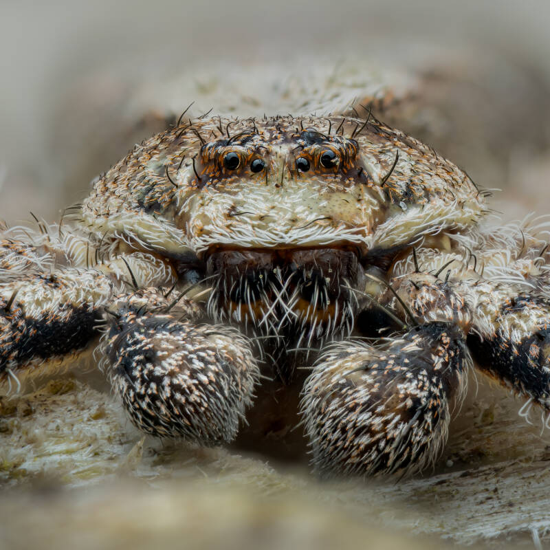 Philodromus-margaritatus-macro-wayne-sayers.jpg