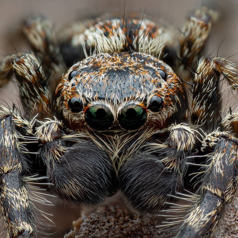 fencepost-jumping-spider-macro-wayne-sayers.jpg