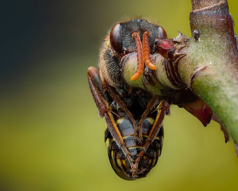 Nomad-bee-Dorset-macro-Wayne-Sayers.jpg