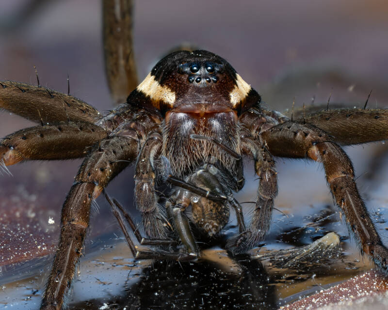 raft-spider-macro-wayne-sayers.jpg