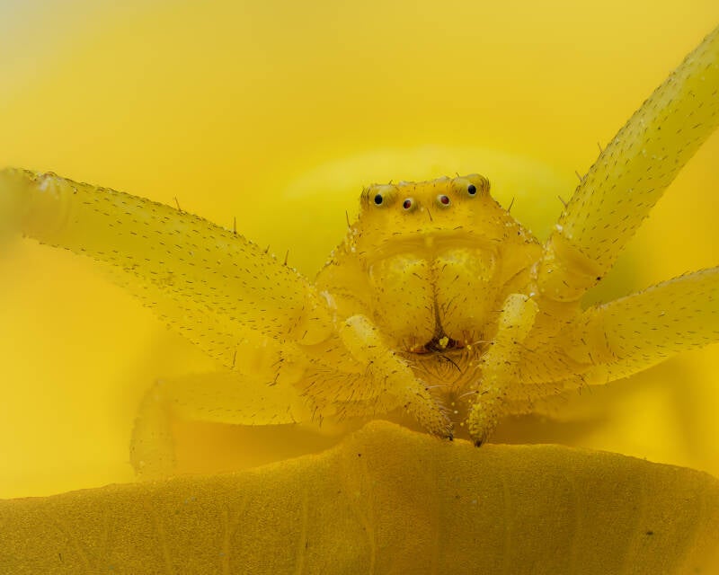 misumena-vatia-spider-macro-wayne-sayers.jpg